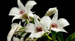 Lan Dendrobium sanderae