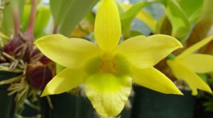 Lan Dendrobium senile