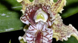 Lan Dendrobium spectabile – Lan “bạch tuộc”