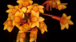 Lan Dendrobium subclausum