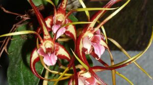 Lan Dendrobium tetragonum – loài Lan nhện