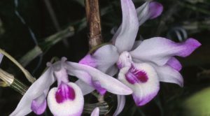 Lan Dendrobium transparens – Phi điệp trắng tím