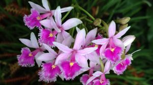 Lan Epidendrum – mô tả và cách trồng