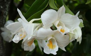 Lan Hoàng thảo bạch nhạn – Dendrobium formosum