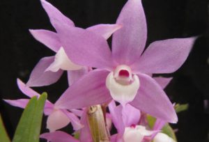 Lan Hoàng thảo tím Huế – Dendrobium hercoglossum