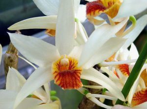 Lan nhất điểm hoàng – Lan Dendrobium heterocarpum