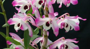 Lan thạch hộc – lan Dendrobium nobile