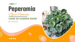 Look up Science Name by Photos: All species from genus Peperomia