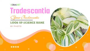 Look up Science Name by Photos: All species from genus Tradescantia