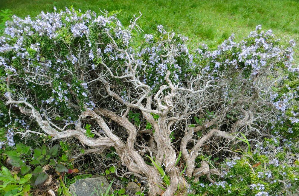 Một cây Hương Thảo Rosemary hơn 20 năm tuổi.