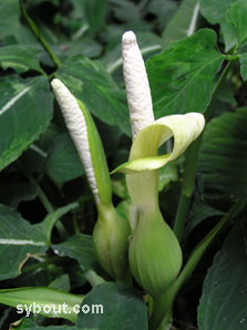 Hoa của loài Syngonium Wendlandii. Ảnh: Sybout.com