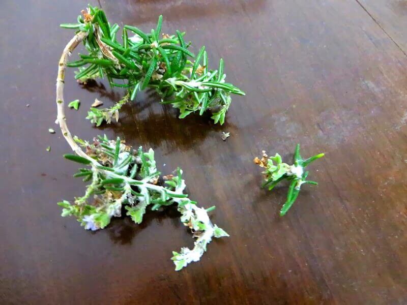 Rệp sáp (Mealybugs) trên lá cây Hương Thảo Rosemary. Ảnh: Fine Gardening Magazine