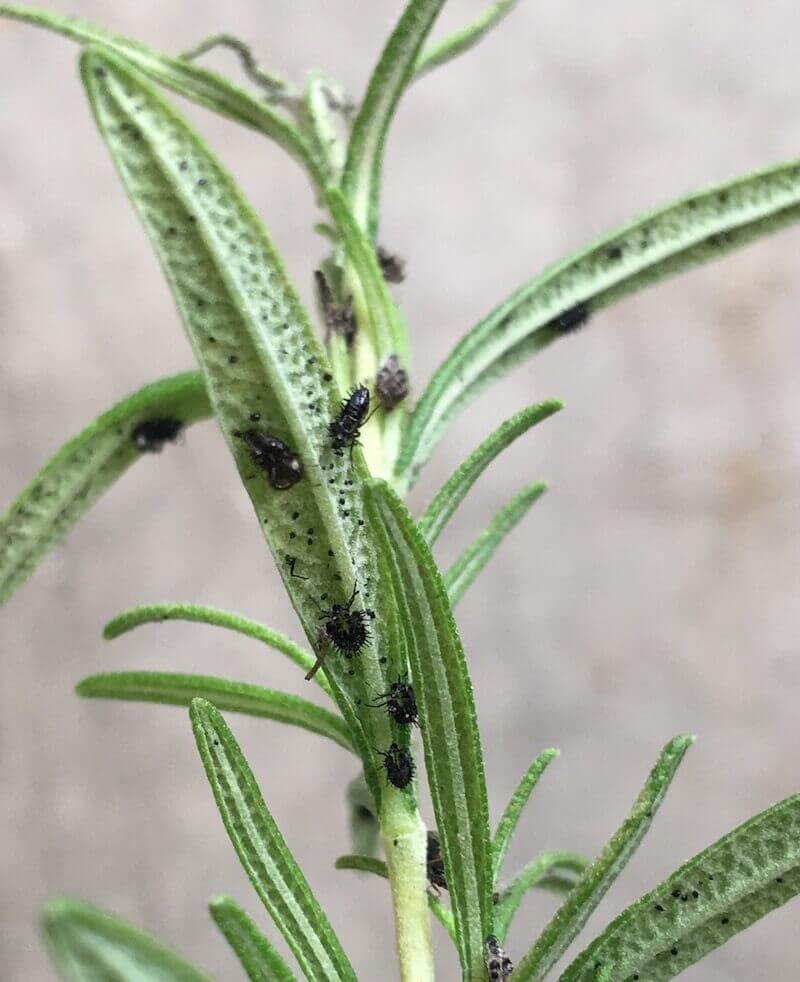 Rệp đen (Black Aphids) trên lá cây Hương Thảo Rosemary. Ảnh: Fine Gardening Magazine