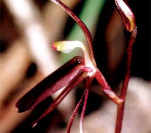 Cách trồng Hoa Lan Cyrtostylis