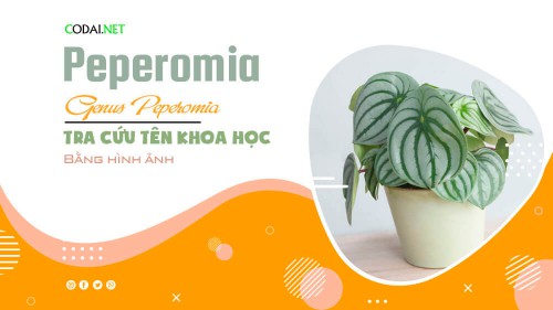 Tra cứu tên khoa học của các loài cây thuộc chi Peperomia bằng hình ảnh