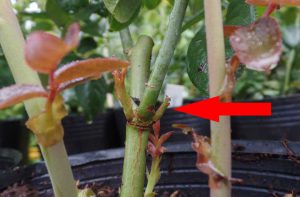 Hướng dẫn cách cắt tỉa cây từ rễ đến cành, lá, nụ hoa