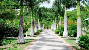 6 loại cây bóng mát mang lại giá trị thẩm mỹ và phong thủy tốt cho sân vườn