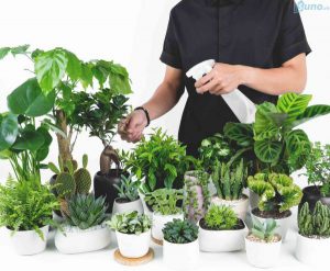 7 điểm cần quan sát, lưu ý khi mua cây cảnh