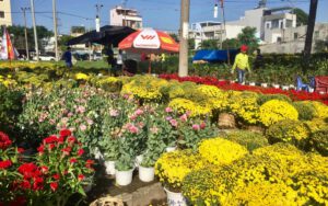 10 loại hoa ngày Tết rước may mắn và tài lộc vào nhà