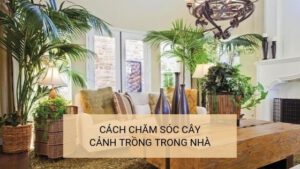 8 cách chăm sóc cây cảnh trong nhà để cây luôn xanh và phát triển tốt