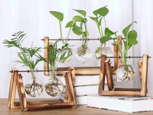 Top 15 cây trồng thủy sinh cải thiện phong thủy, thanh lọc không khí