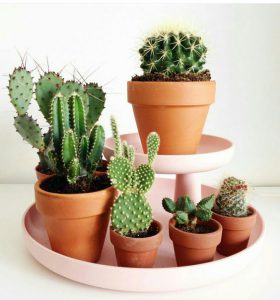 Ưu nhược điểm của từng loại chậu cây cảnh, cách chọn chậu