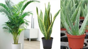 11 loại cây trồng trong phòng ngủ giúp cải thiện giấc ngủ và sức khỏe