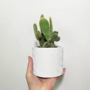 TOP 15 cây trồng ban công chịu nắng tốt, dễ sống, lọc bụi