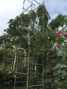 Những bụi hồng leo khủng trước đây có giá trị hơn 10 triệu nay chỉ có giá trị 4 triệu đồng