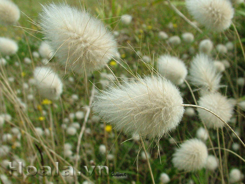 Cỏ Đuôi Thỏ (Lagurus ovatus “Bunny Tails”): Một giống cỏ siêu đáng yêu