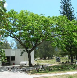 Top 23 cây xanh công trình được trồng nhiều nhất hiện nay