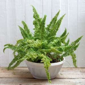 TOP 10 loại cây để bàn làm việc giúp giảm bức xạ và lọc bụi