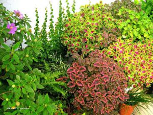 TOP 10 loại cây trồng viền đẹp và phù hợp với mọi loại hình cảnh quan