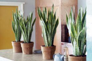 Cách chăm sóc cây Lưỡi Hổ (Snake Plant, Sansevieria trifasciata) trồng trong nhà