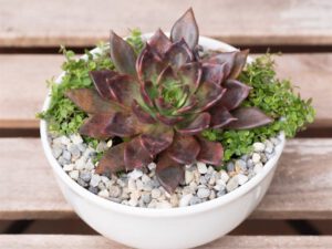 10 loại cây để bàn hợp với người mệnh Mộc mang lại may mắn, tài lộc