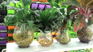 6 loại cây thủy sinh dễ trồng phù hợp với môi trường văn phòng