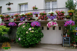 Cây trồng trang trí trước nhà mang lại vượng khí cho gia chủ