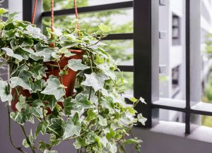 Cách trồng và chăm sóc cây Thường Xuân (chi Hedera)