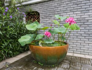 Cách trồng và chăm sóc Hoa Sen trong chậu