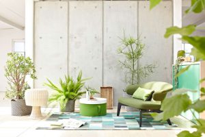 Cắt tỉa cây trồng trong nhà đúng cách