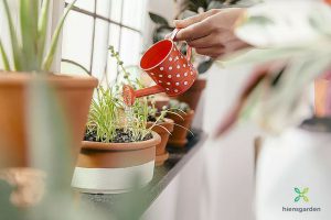 Làm sao giữ cho cây trồng trong nhà của bạn luôn tươi tốt