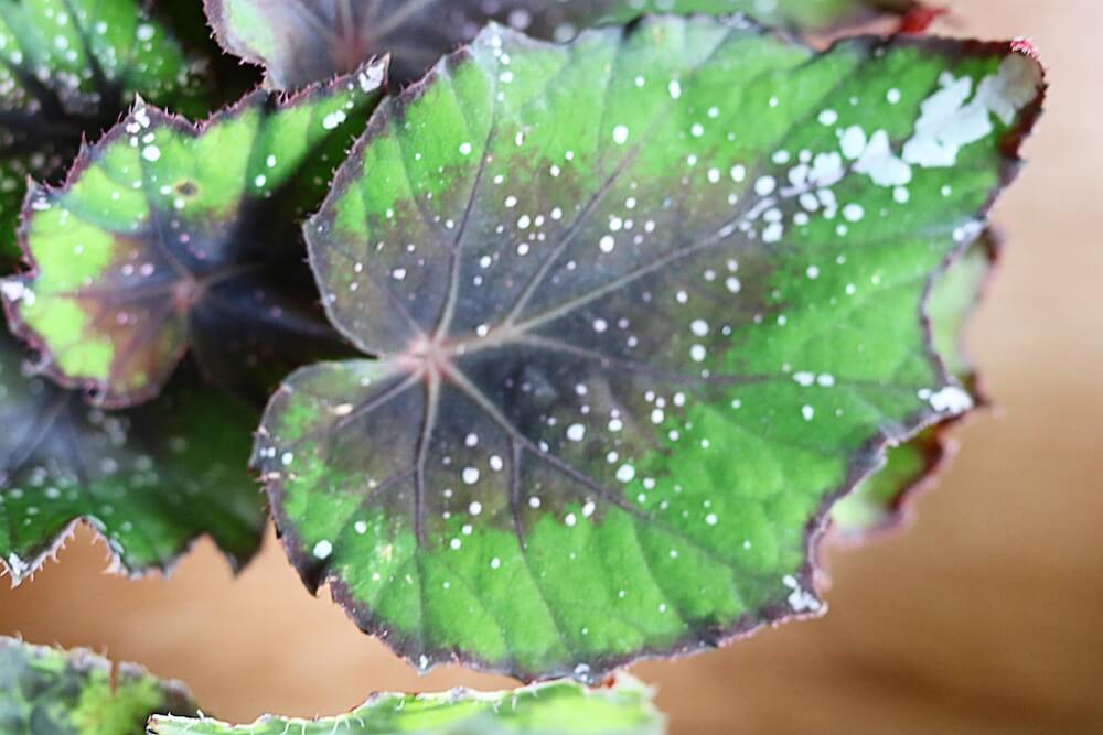Cây Begonia African Jungle (Thu Hải Đường 'Rừng Châu Phi') chậu nhựa – Cỏ  Dại