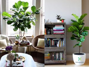Trồng và chăm sóc cây Bàng Singapore (Ficus lyrata) trong nhà