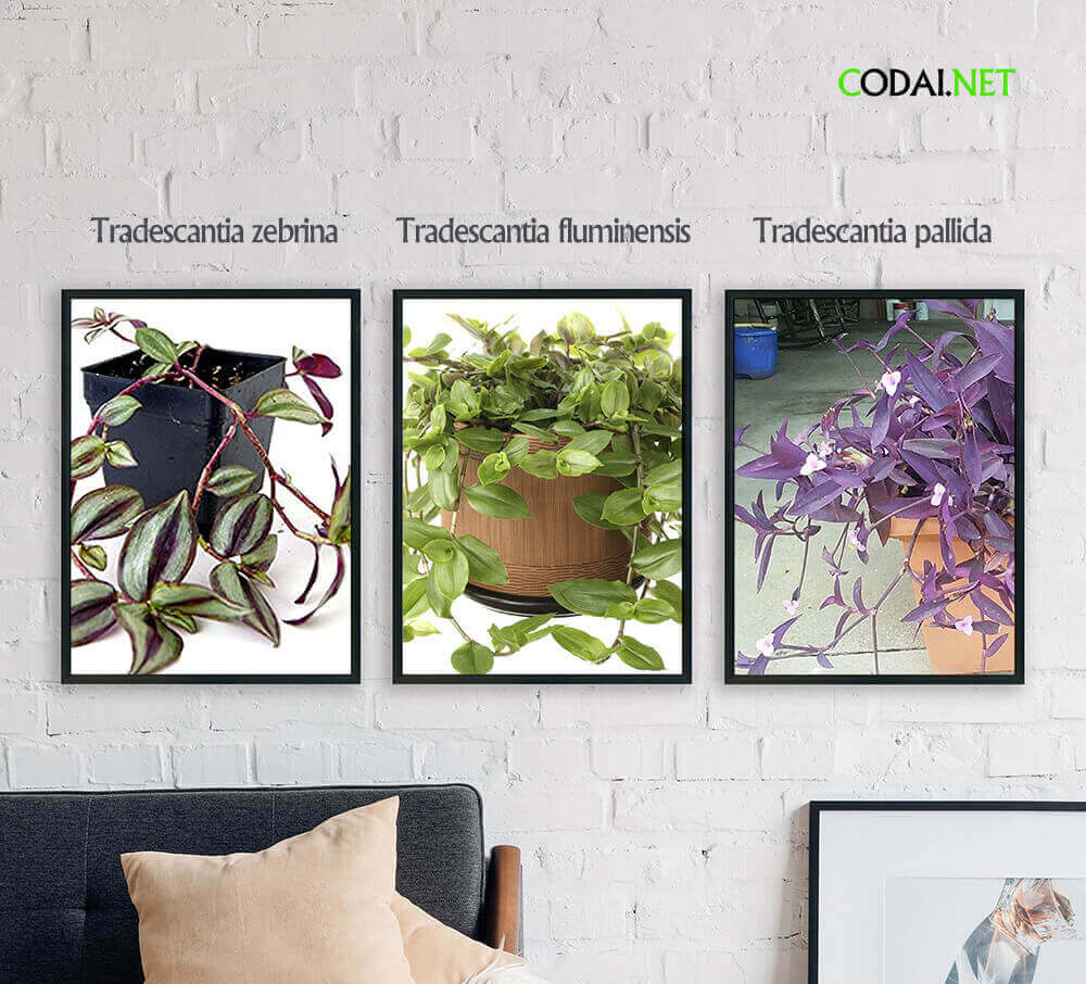 Tên thông dụng inchplant được dùng chung giữa 3 loài: Tradescantia zebrina, Tradescantia fluminensis và Tradescantia pallida.