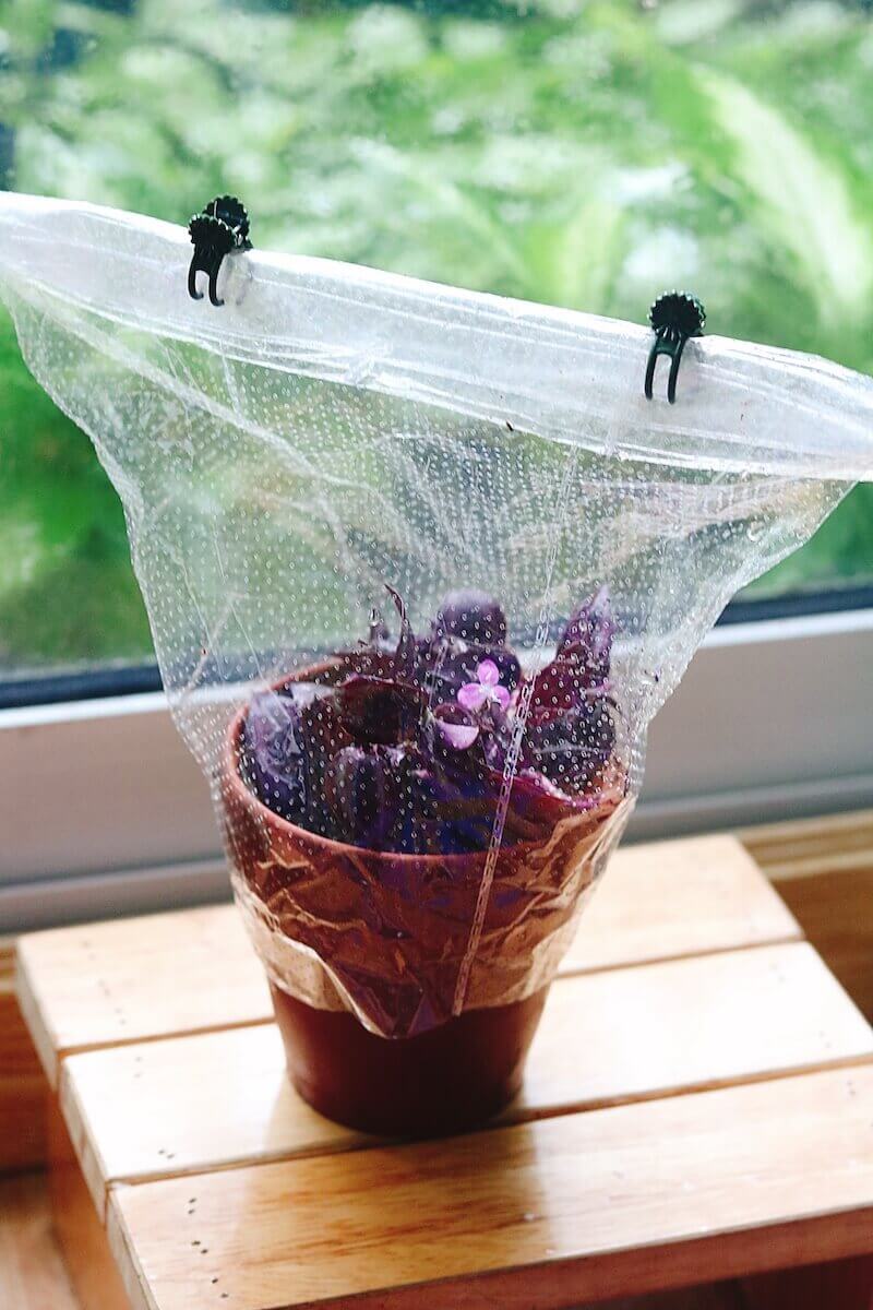 Dùng túi ni lông, hộp nhựa trong suốt để bọc chậu trồng cuttings. Mục đích là giữ ẩm để kích thích rễ ra nhanh.