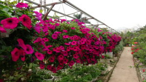 TOP 10 loại hoa siêu đẹp cho mùa hè