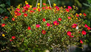 Cách trồng và chăm sóc Hoa Mười Giờ