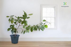 Làm thế nào để trồng các giống cây thuộc chi Sung (chi Ficus) khỏe mạnh?