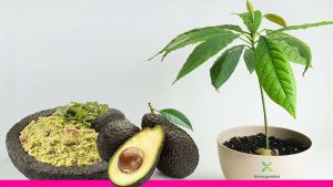 Bạn có thể trồng bơ như một loại cây trồng trang trí trong nhà