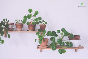 Trồng và chăm sóc cây Chinese Money Plant (Pilea peperomioides)